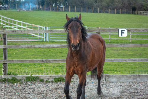 Bay Connemara Pony Walking Toward the Camera in a Paddock