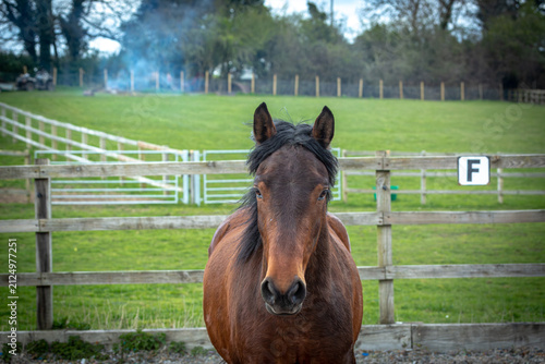 Close-Up Portrait of a Bay Connemara Pony