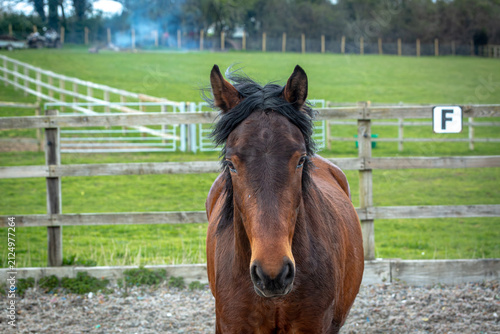 Close-Up Portrait of a Bay Connemara Pony