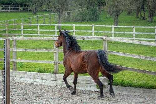 Foto Bay Connemara Pony Trotting in a schooling Paddock