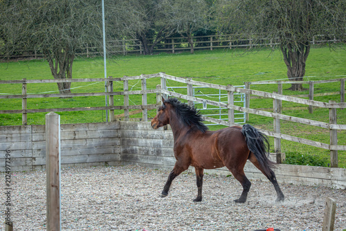Bay Connemara Pony Trotting in a schooling Paddock