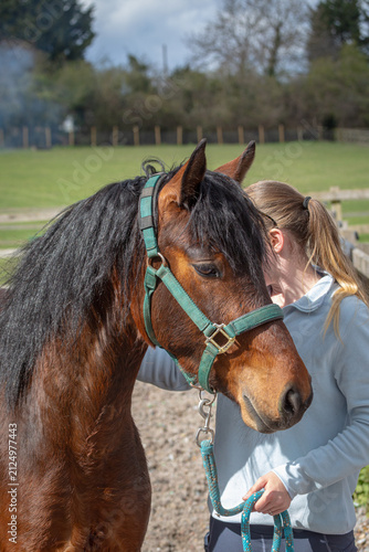 Woman Handling a Bay Connemara Pony in a Paddock