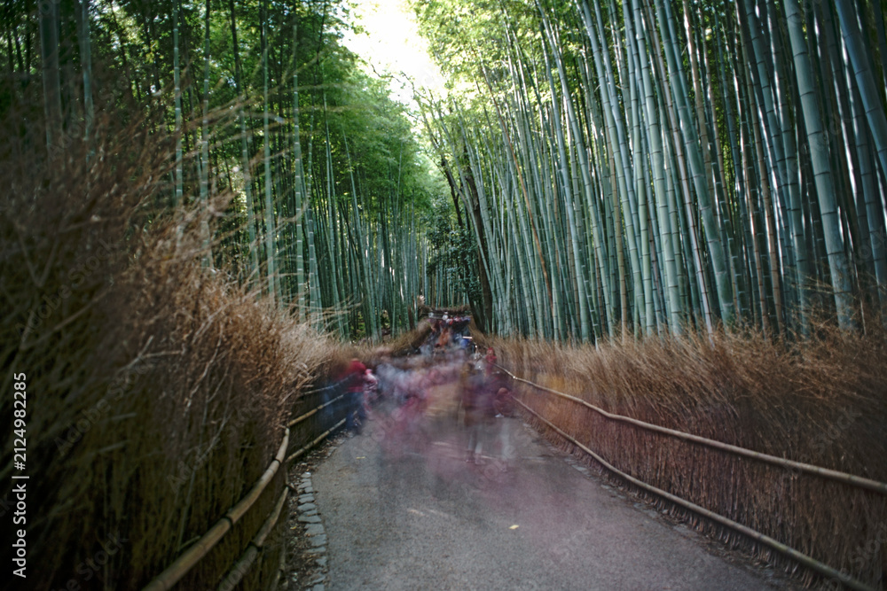 Fototapeta premium bambuswald kyoto