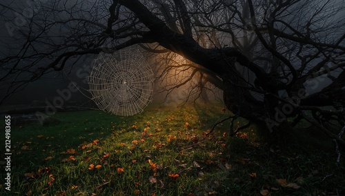 Spider Web Glimmering in Foggy Forest with Autumn Leaves and Low Light