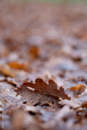 Ground Level View of Fallen Brown Oak Leaves on Grass Lawn