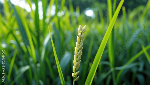 Swaying gently in the breeze, the lush green rice plants extend upward, with their slender stems and leaves rustling softly. The delicate, feathery plumes of the ripening panicles sway above.