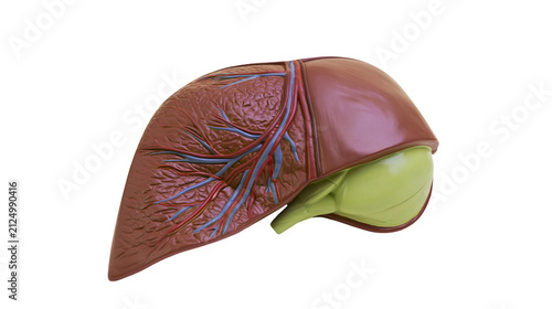 Принти на полотні Human liver model with gallbladder and blood vessels, isolated on transparent ba