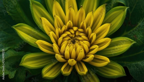 Yellow flower with layered petals and green leaves