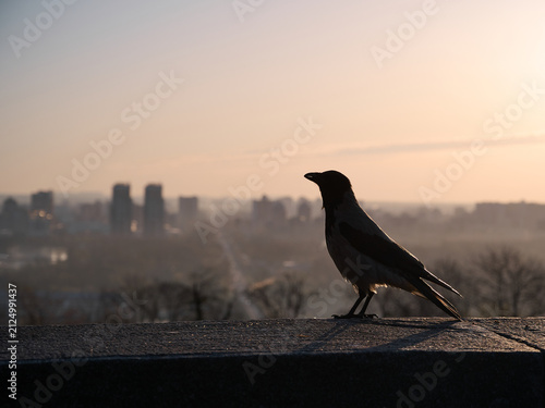 Obraz na plátne Silhouette of a gray crow on a concrete parapet against the background of a blurred cityscape at dawn