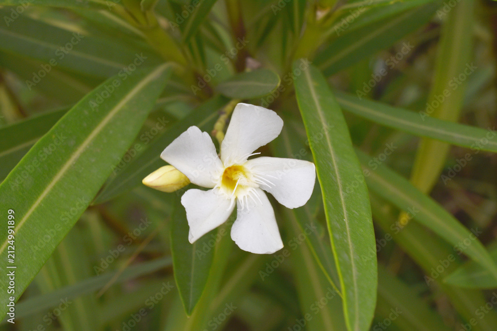 Fototapeta premium Nerium oleander in bloom, White siplicity bunch of flowers and green leaves on branches, Nerium Oleander shrub white flowers, ornamental shrub branches in daylight, bunch of flowers closeup
