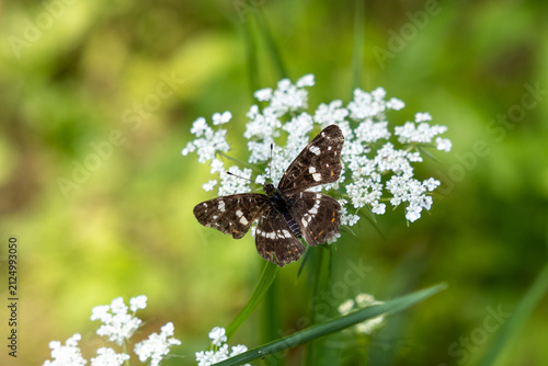 Brown skipper butterfly feeding on delicate white wildflowers. Close-up of a butterfly with open wings in a lush green meadow with soft natural bokeh.