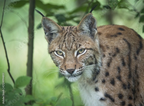 Carnivora, Eurasian lynx, felis lynx, lynx, predators, mammals, raptors, mammals