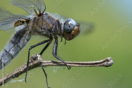 Libellula fulva, scarce chaser, spike spot, anisoptera, damselflies, dragonflies, insects, dragonflies, odonata
