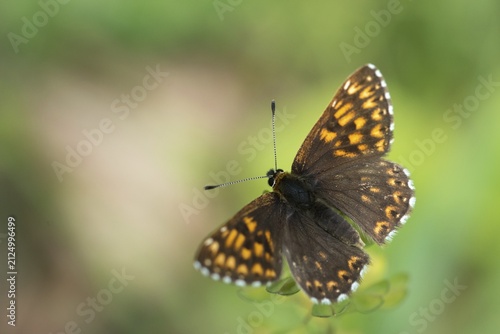 Brown cube butterfly, duke of burgundy fritillary, hamearis lucina, pearl bandage, cowflower cube, butterfly, insects, butterfly, butterflies, butterflies