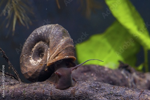 Great Ram's Horn snail, planorbarius corneus, posthorn snail, gastropod, mollusca, snails, molluscs