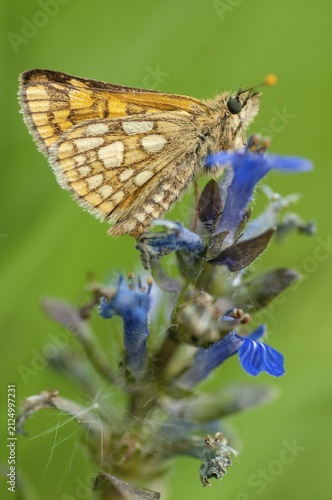Colorful bighead butterfly butterfly butterfly carterocephalus palaemon chequered skipper