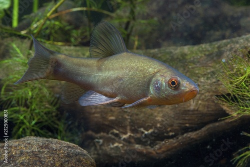 Schleie, Tench, Tinca Tinca, Doctor Fish, Fishes, Pisces