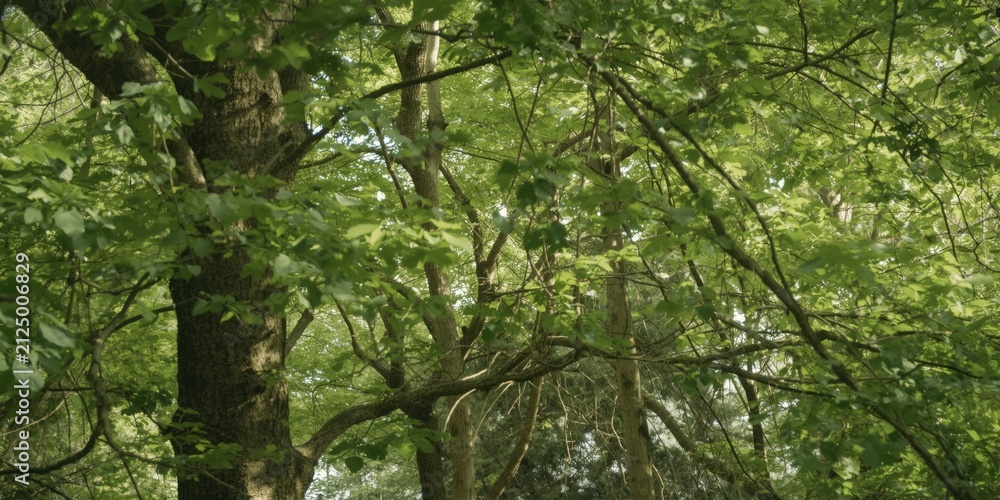 Fototapeta premium Lush Green Tree Canopy in a Sunlit Forest Environment