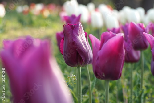 植物　春の花  Tulip fields in the evening	