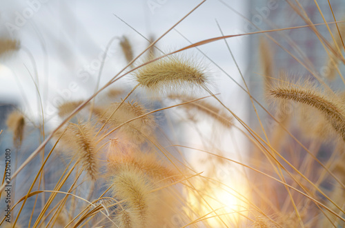 Scenery golden hour select focus of abstract natural on city town blured background. Cogon grass with bokeh background