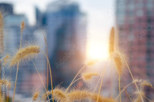 Scenery golden hour select focus of abstract natural on city town blured background. Cogon grass with bokeh background
