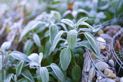 Frosted sage leaves in stone bed. Close-up with shallow depth of field.