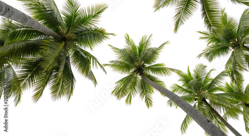 Looking up at lush green palm trees against a clear white sky, tropical paradise vacation vibes