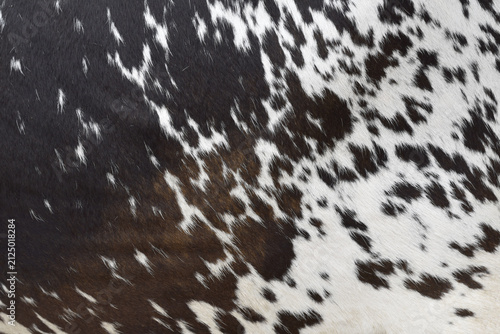 Quadro su tela Cow skin texture background, bull leather with fur background closeup, cow hide