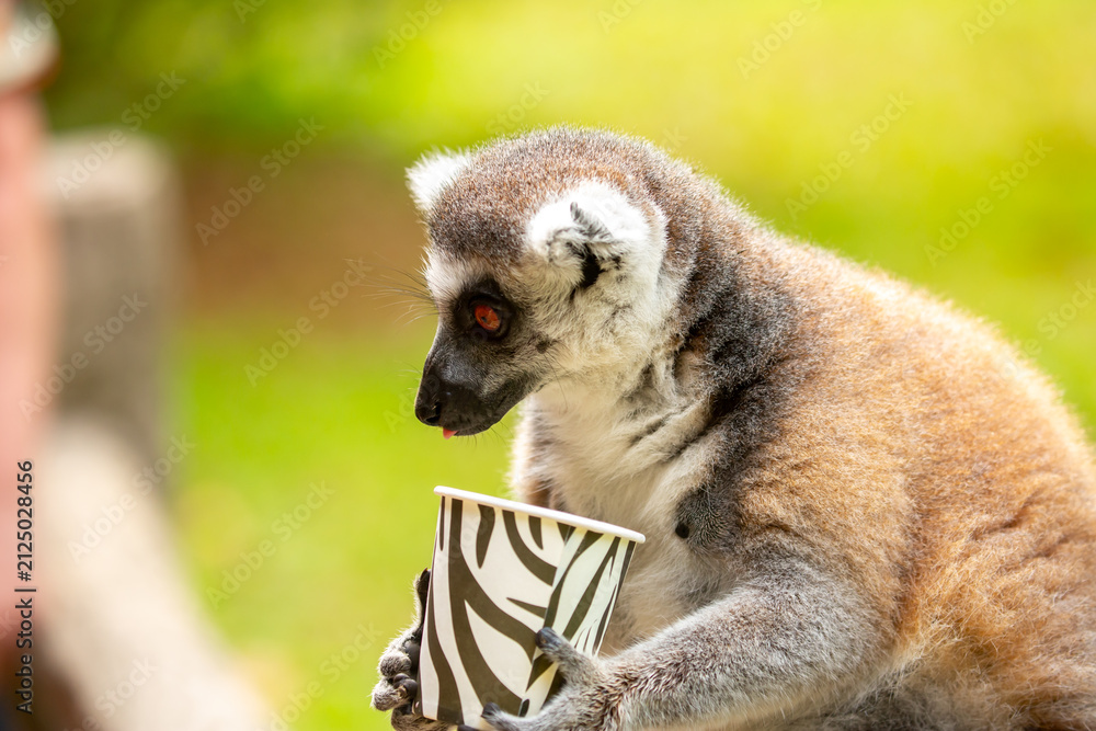 Fototapeta premium A ring-tailed lemur perches on a branch, holding a cup of food at a safari park. The famous Madagascar primate with its striped tail. Close-up of the lemur.