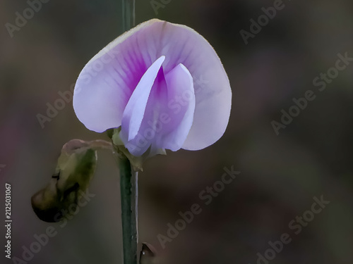 Cuadro en lienzo Beautiful violet wild pea flower blooming in the tropical forest meadow