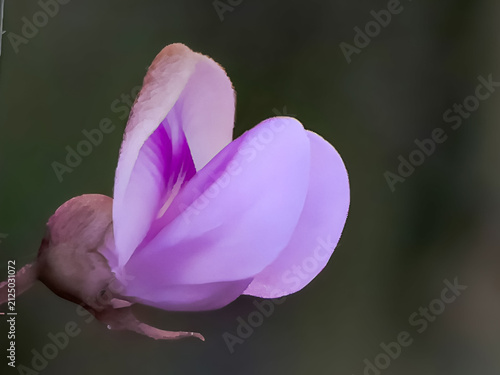 Cuadro en lienzo Wild purple butterfly pea flower isolated on moody dark background