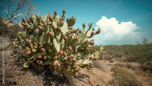 Lush opuntia cactus bearing fruits in wild environment with copy space