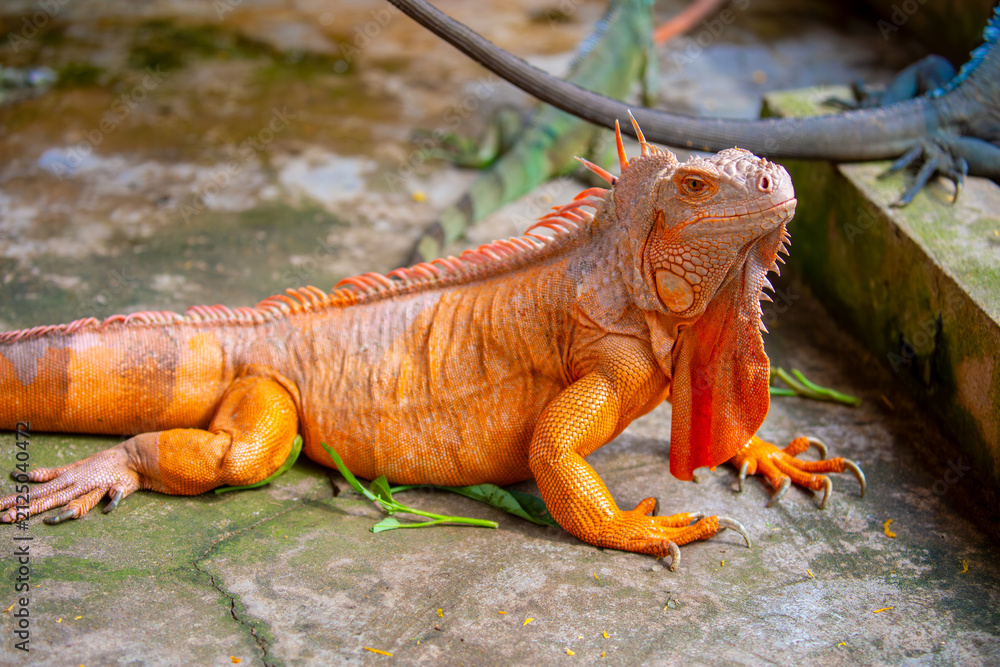 Naklejka premium A close-up of an iguana. A beautiful, multicolored lizard with vibrant, colorful skin. An exotic, tropical animal.