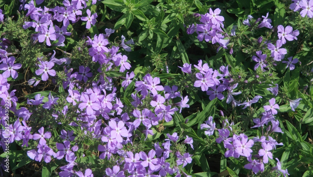 Obraz premium Purple Wildflowers Growing Abundantly in a Lush Green Field