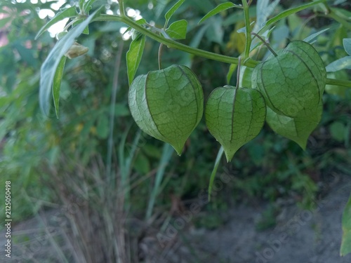 Foto Green Physalis Angulata (Ciplukan) Fruits Growing on the Plant in Natural Garden