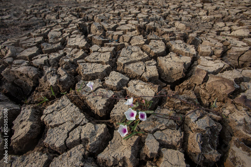 Принти на полотні purple flowers bloom at the bottom of the lake which has dried up due to the dry