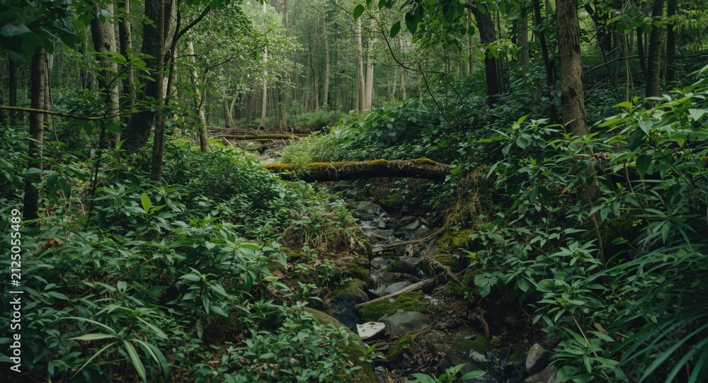 Obraz premium Lush Green Forest with Stream and Fallen Log in Soft Natural Light