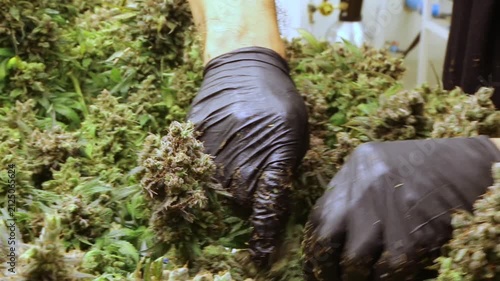 professional scientist wearing a lab coat, face mask, and hairnet inspects cannabis plants growing indoors under led lights in a modern commercial cultivation facility