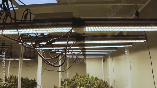 professional scientist wearing a lab coat, face mask, and hairnet inspects cannabis plants growing indoors under led lights in a modern commercial cultivation facility