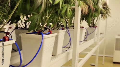 professional scientist wearing a lab coat, face mask, and hairnet inspects cannabis plants growing indoors under led lights in a modern commercial cultivation facility