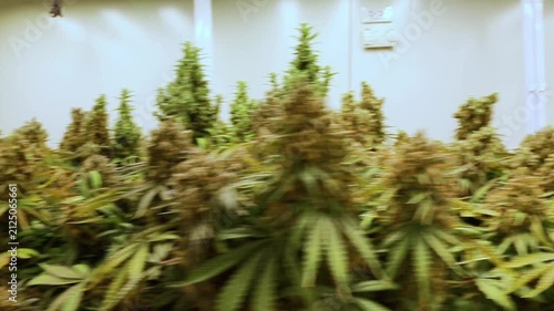 professional scientist wearing a lab coat, face mask, and hairnet inspects cannabis plants growing indoors under led lights in a modern commercial cultivation facility
