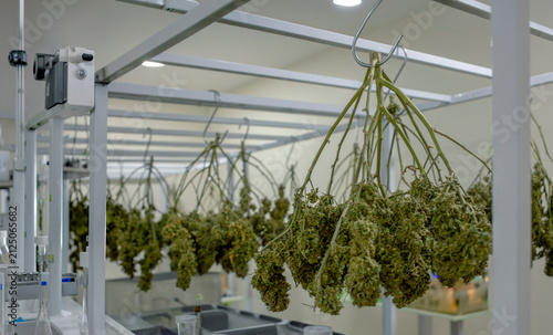 Harvested cannabis plants hanging upside down on metal racks to dry in a specialized processing and curing facility for medical marijuana production.