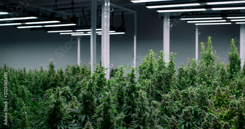 rows of mature cannabis plants in full flower, cultivated indoors under a sophisticated system of LED grow lights in a large, clean grow facility.