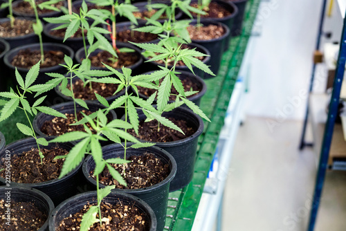 close-up view of rows of young cannabis seedlings growing in black plastic pots filled with soil on shelves in an indoor cultivation facility or greenhouse