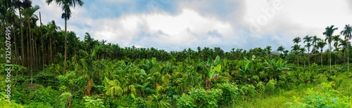 Ultra Wide Pano Shot of Sustainable Agroforestry Farming
