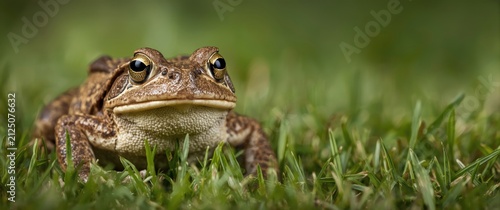 Brown Frog Sitting on Green Grass in Bright Natural Light
