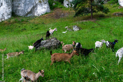 Cuadro en lienzo Domestic goats graze and stand on limestone rocks beneath dramatic Jurassic cliffs in Kobylanska Valley near Krakow, Poland