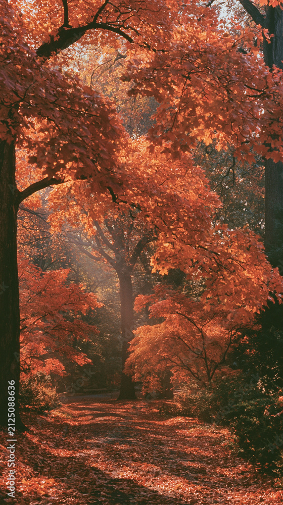 Fototapeta premium autumn in the forest