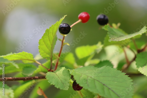 Red and black wild cherry fruits