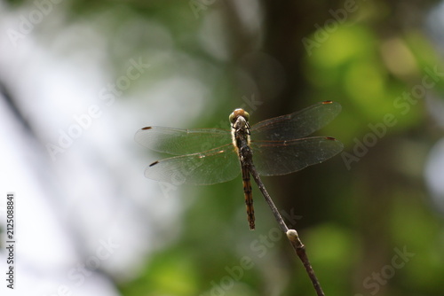 Quadro su tela An autumn darter dragonfly perched on a stick